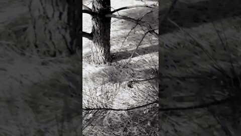 In the pines... in the pines, where the son never shynes