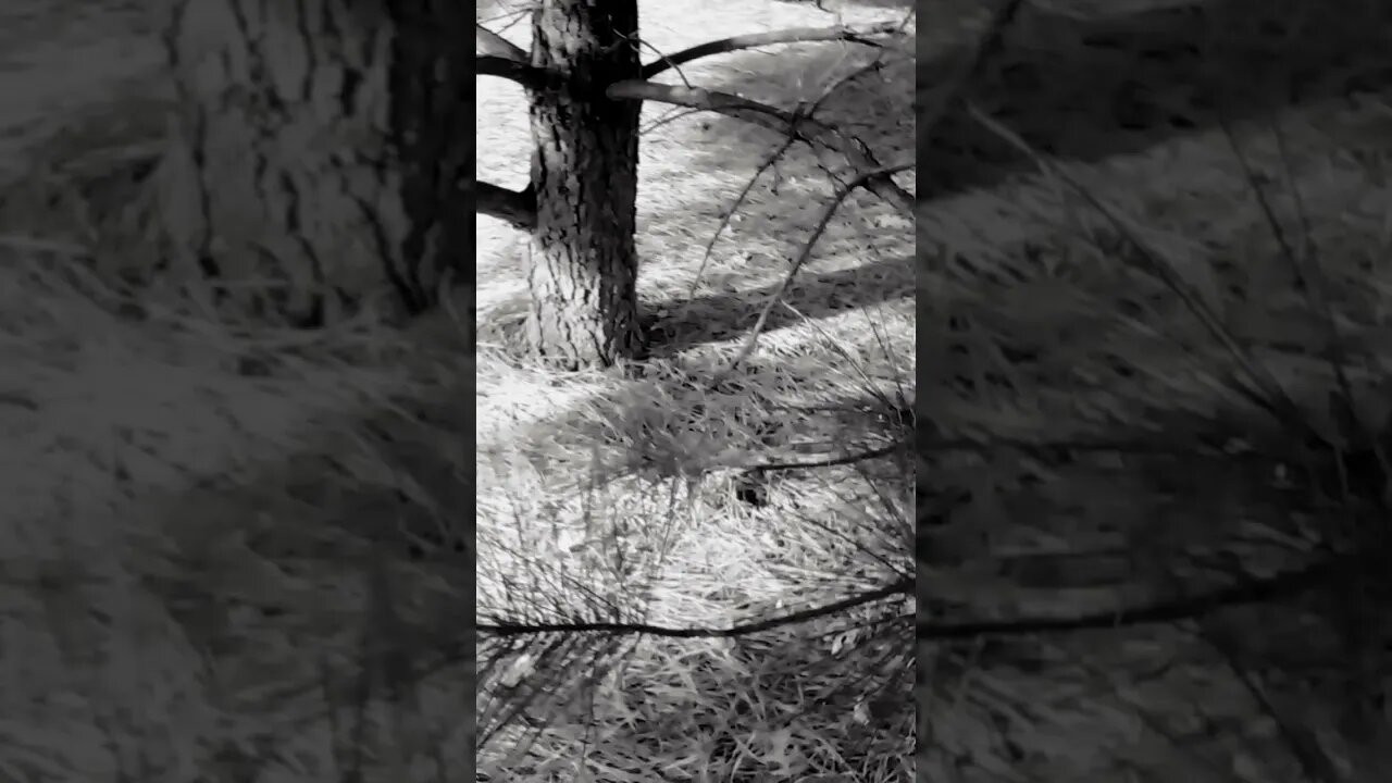 In the pines... in the pines, where the son never shynes