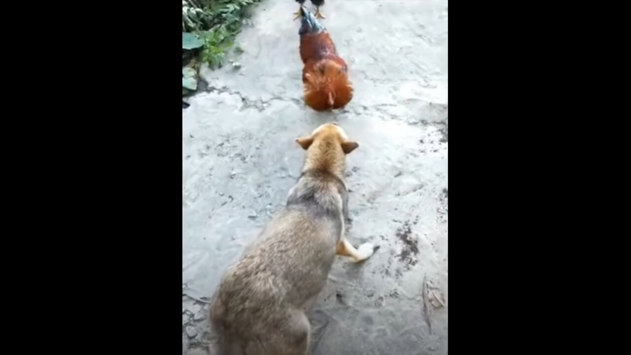 Dog Vs Chicken Fighting Comedy