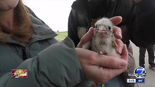 How baby falcons are being protected in Colorado