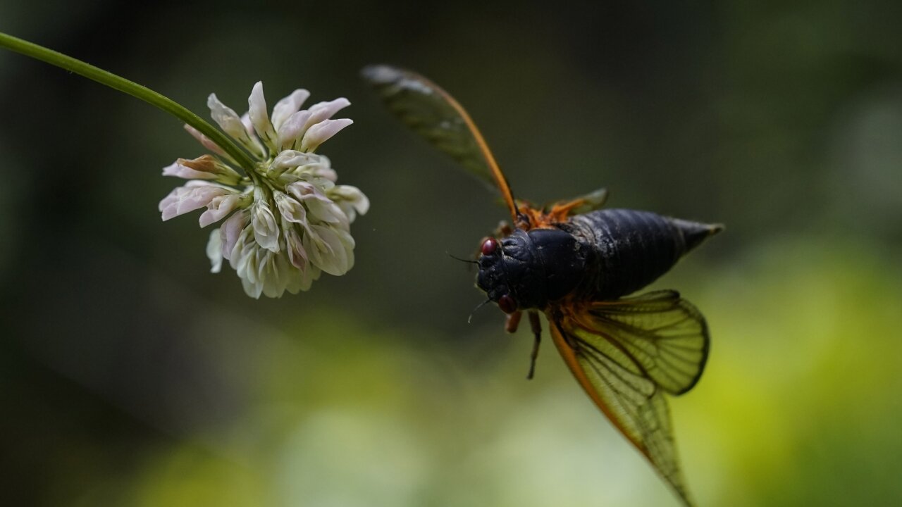 FDA Says Don't Eat Cicadas If You're Allergic to Seafood