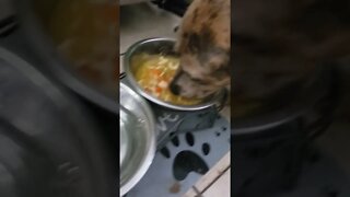 Chicken Noodle Short