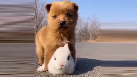 Two little friends: A puppy and a bunny