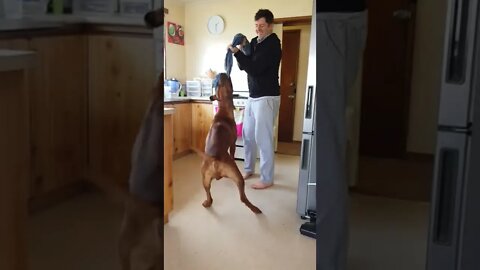 Mister Brown The Rhodesian Ridgeback Does Double Command; Let & Speak