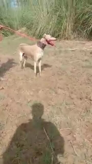 Dog Kill Human//Dog Attack #dog #video