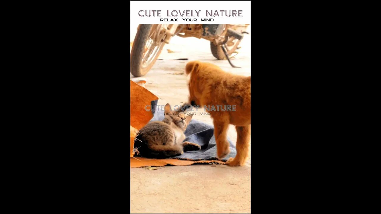 Cute Cat and Dog | RELAX YOUR MIND | CUTE LOVELY NATURE #shorts