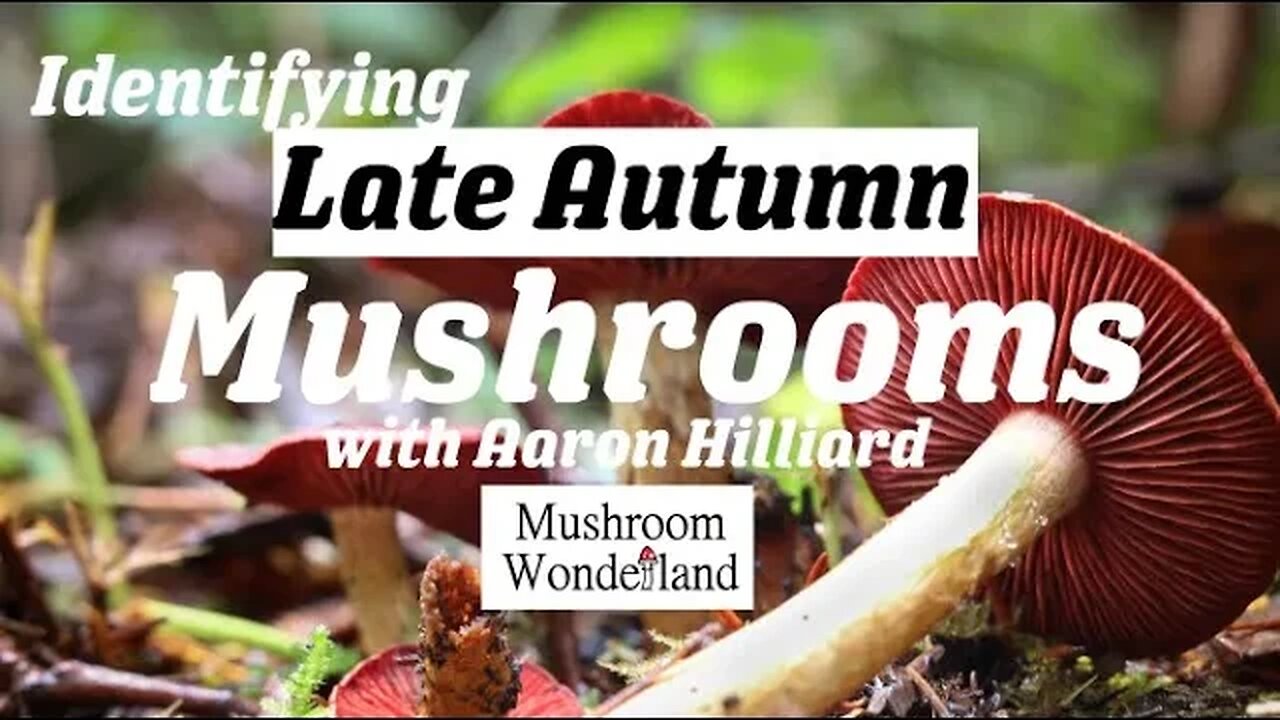 Identifying Late Autumn Mushrooms