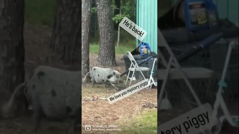 The Mystery wild pig returns #shorts