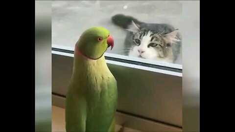 funny videos animal