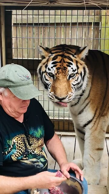 Congratulations tiger day 🐅