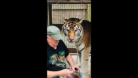 Congratulations tiger day 🐅