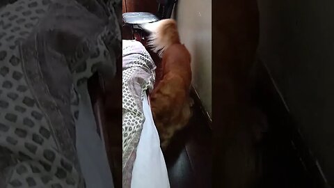 #dogshow , #animals , #dogs , #shorts