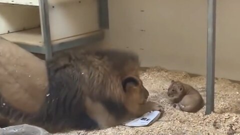 Denver Zoo lion cub meets dad for the 1st time