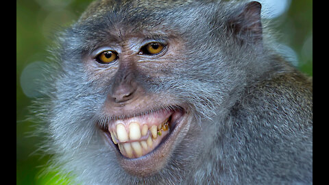 Best funny animal attitude.
