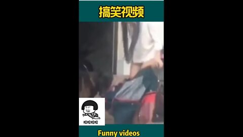 Funny animal videos - Funny dogs #shorts