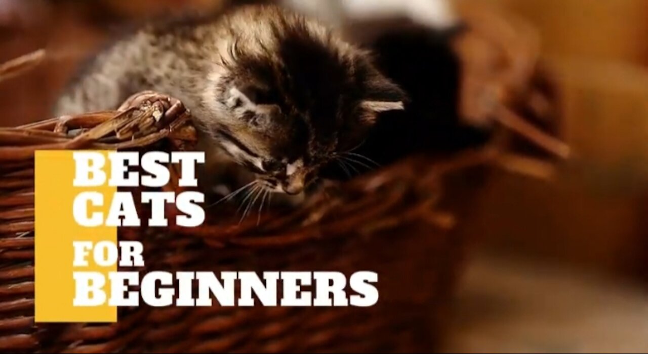 Cats 101-Best cats for beginners