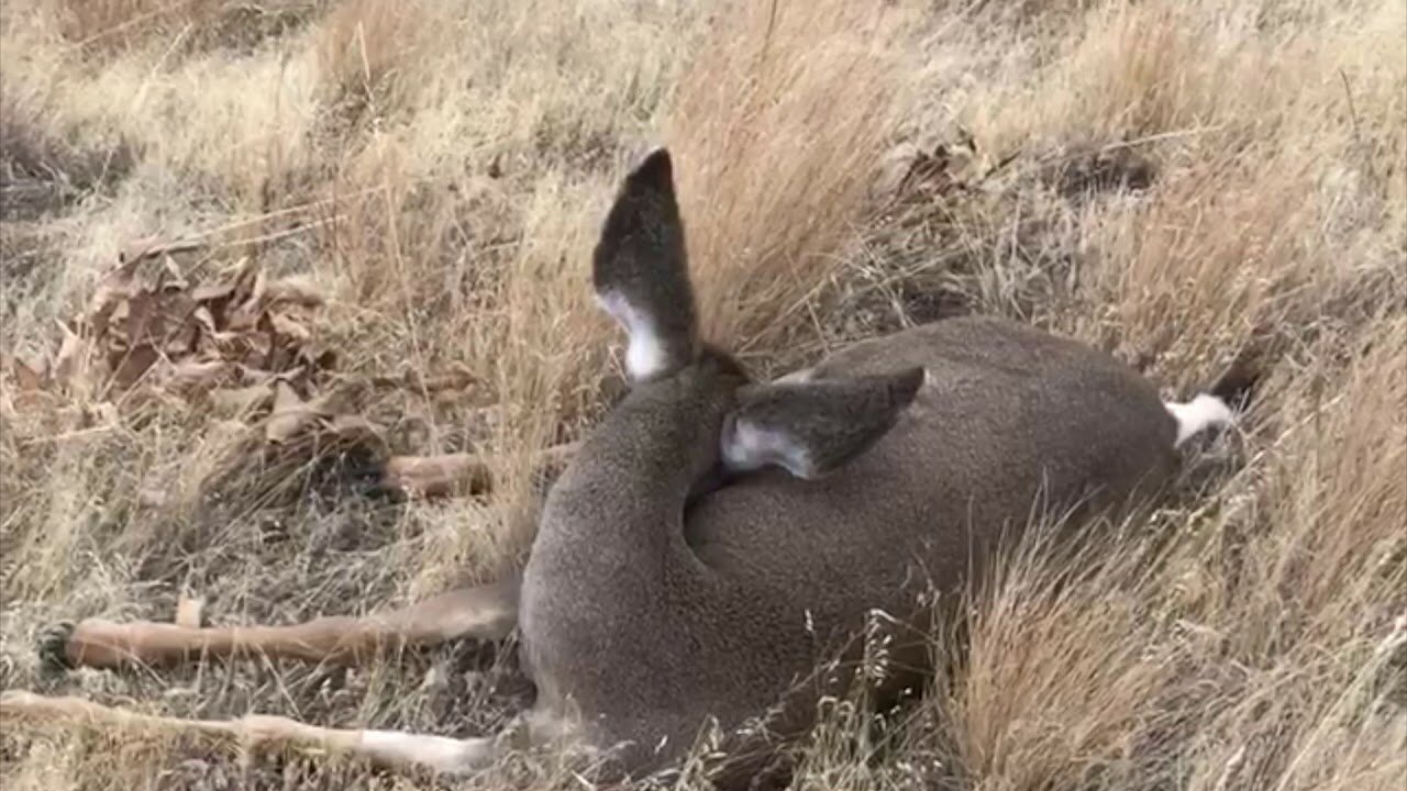 CRAZY! He walked up on a sleeping deer