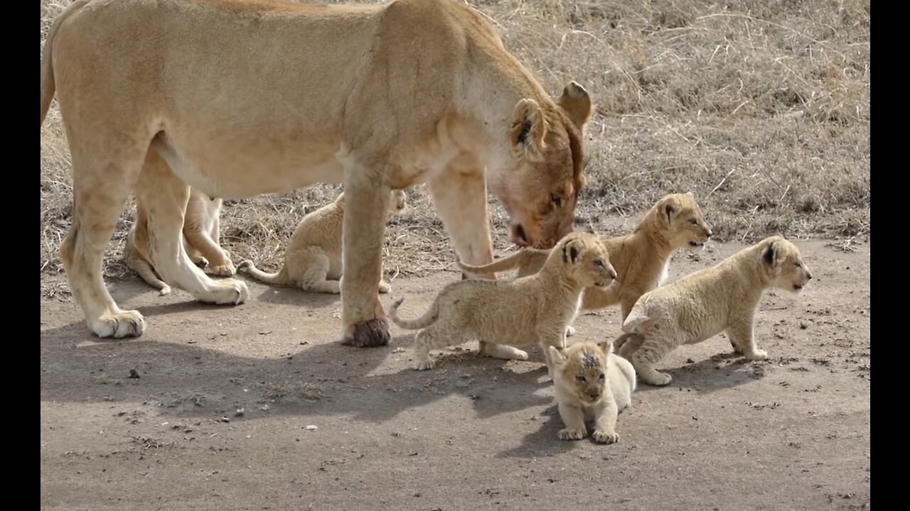 ADORABLE BABY LIONS enjoy their first outdoor adventure