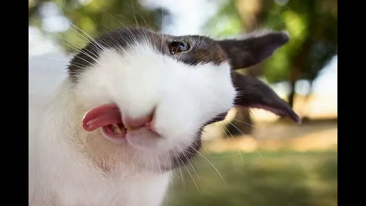 🙉 Funny Dogs, Cats and Animals Videos 🤩 TRY Not to Laugh!