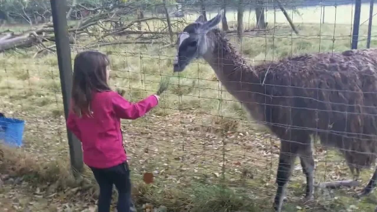 Feeding frenzy at the farm in Denmark!