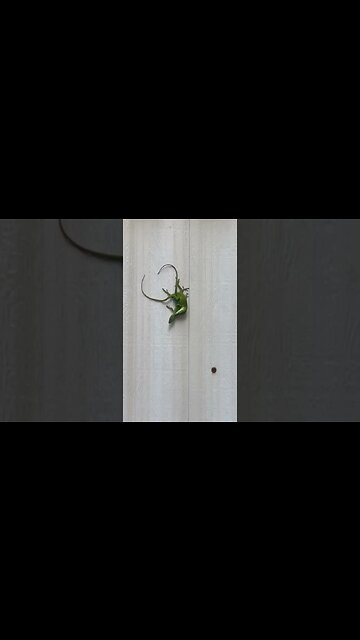 Good night with happy ending - do it like on the Discovery Channel - Raleigh Jones