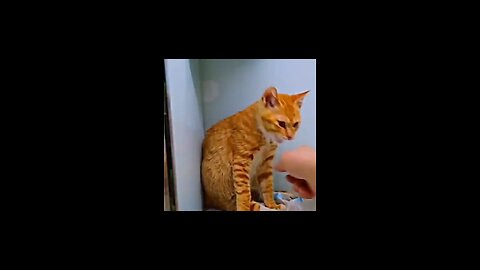 Caught on Camera: A Handycam and a Furry Friend's Rescue 🎥😻