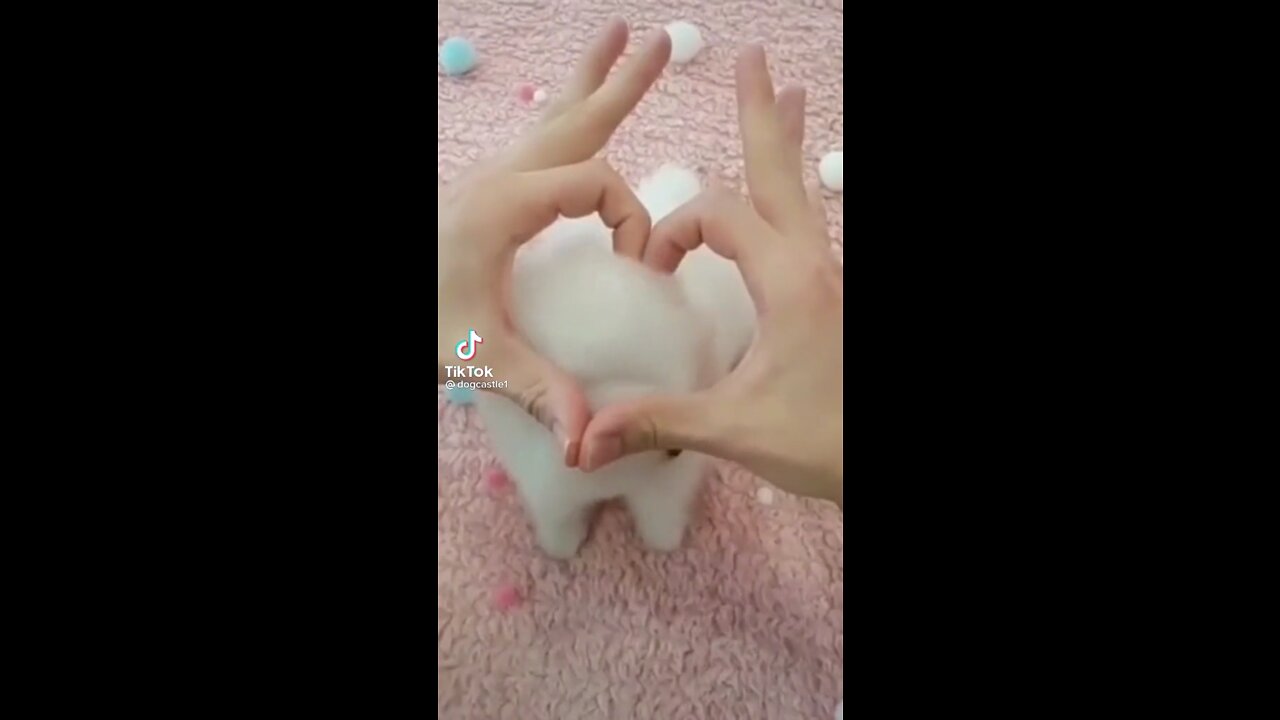Dog doggy