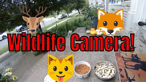 Sunday fall Wildlife camera! 🦊