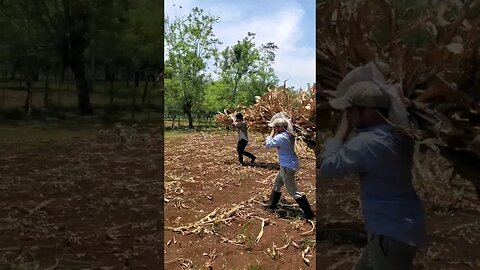 Making Corn Silage in Costa Rica