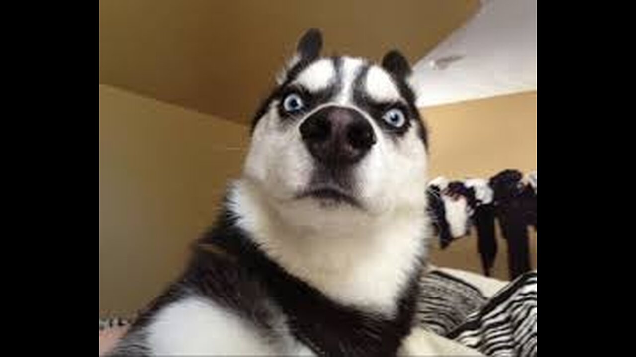 The Funniest Animal Videos of 2024 😁 Funny Dogs and Cats 1