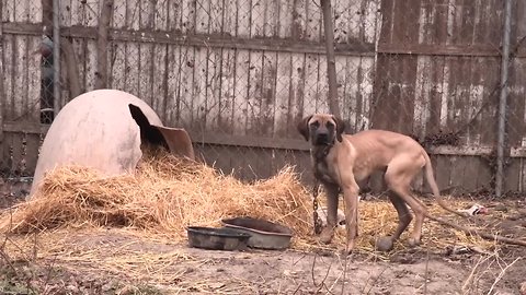 Make a big difference by donating as little as $1 a day to the Michigan Humane Society