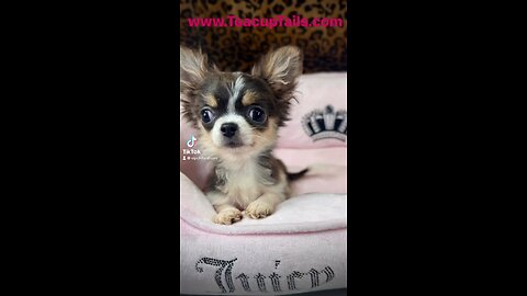 Tiny Micro Chihuahua TIFFANY