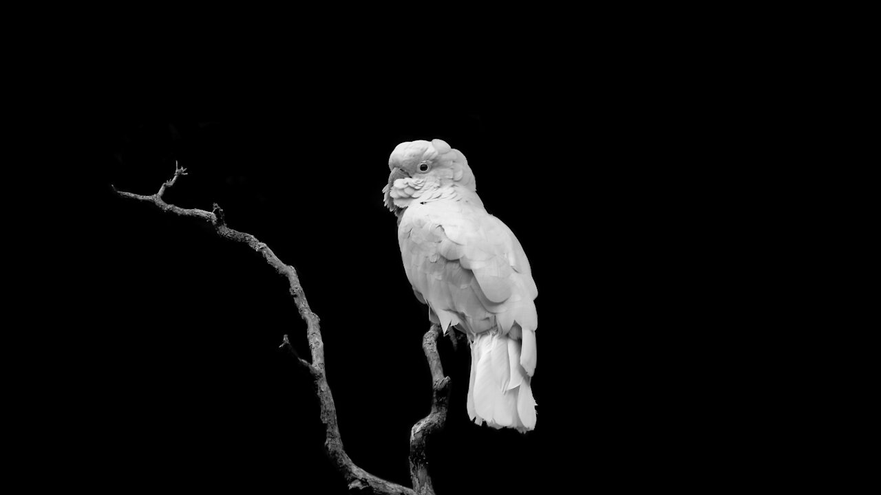 My Cockatoo Kills at Hide and Seek | FUNNY PARROT VIDEO