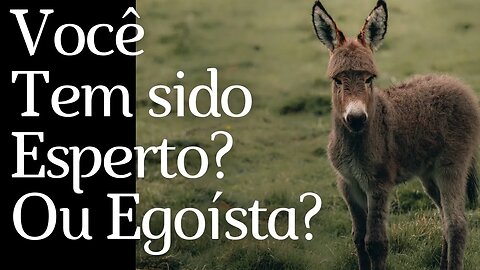 O Vendedor e o Burro Esperto - Serie - Histórias.