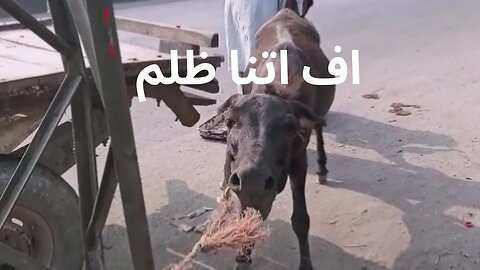 اف اتنا ظلم | Donkey is Feeling Pain |