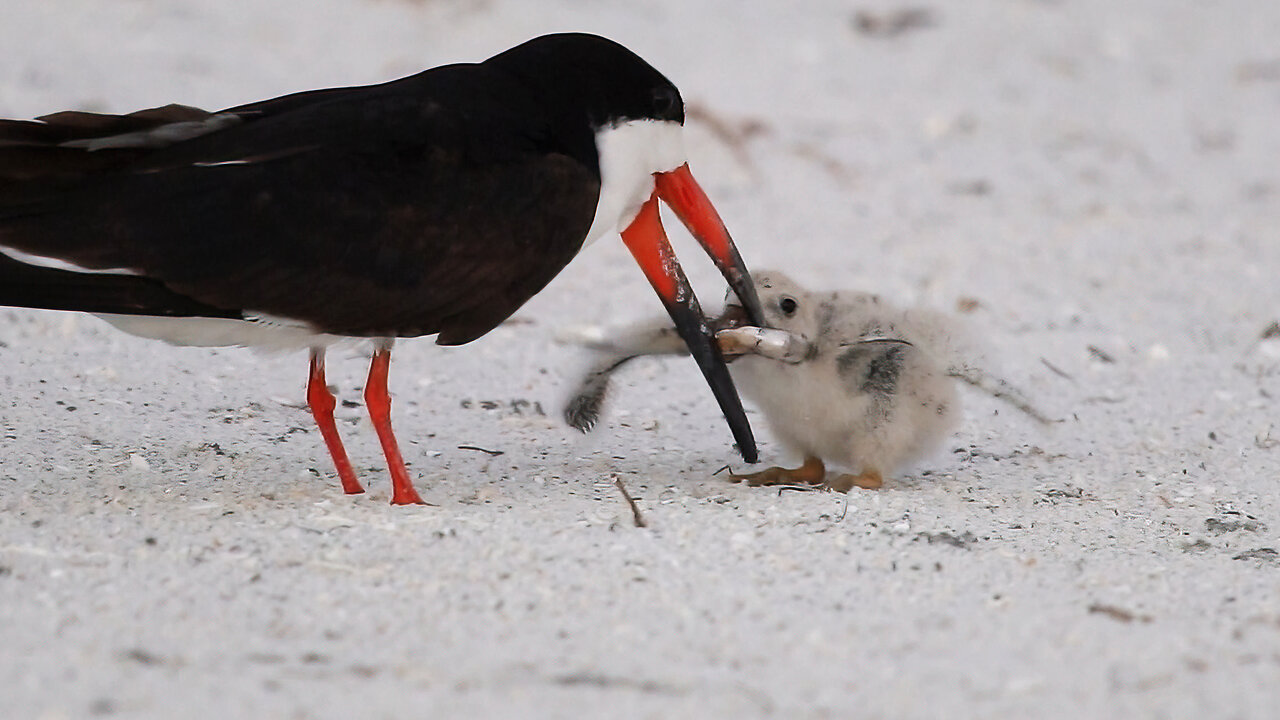 Black Skimmer Colony Day 14 Review