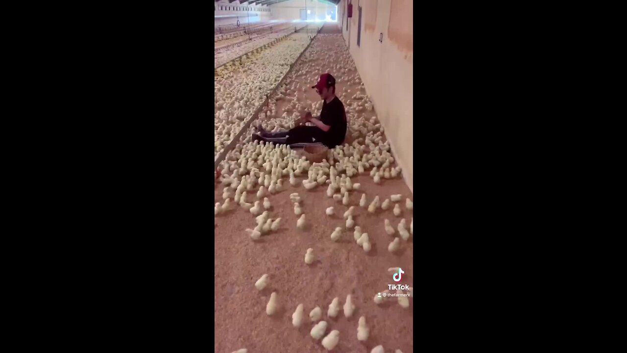 Thousands of baby chickens flock to their caretaker