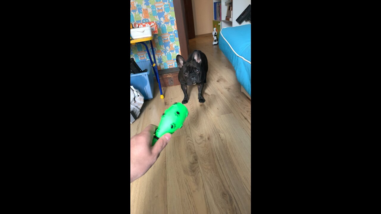 My little dog is named Dusya