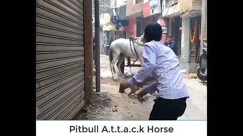 VOCÊ JA PRESENCIOU ATAQUE DE UM PITBULL - O QUE VOCÊ FARIA? #pitbull #horse