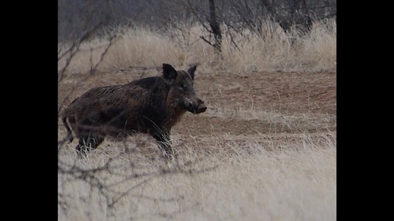 Hunting a Big Wild Boar!