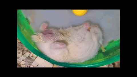 Hamster eats snack the best cute moment
