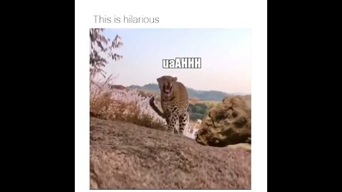 😂 Credits to @doggokittens on Instagram. #shorts #shortsvideo #funny