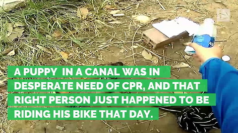 Cyclist Finds Puppy in Canal Nearly Dead, Rushes to Bring Pup Back to Life