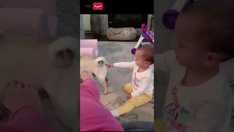 funny baby - funny dog - memes