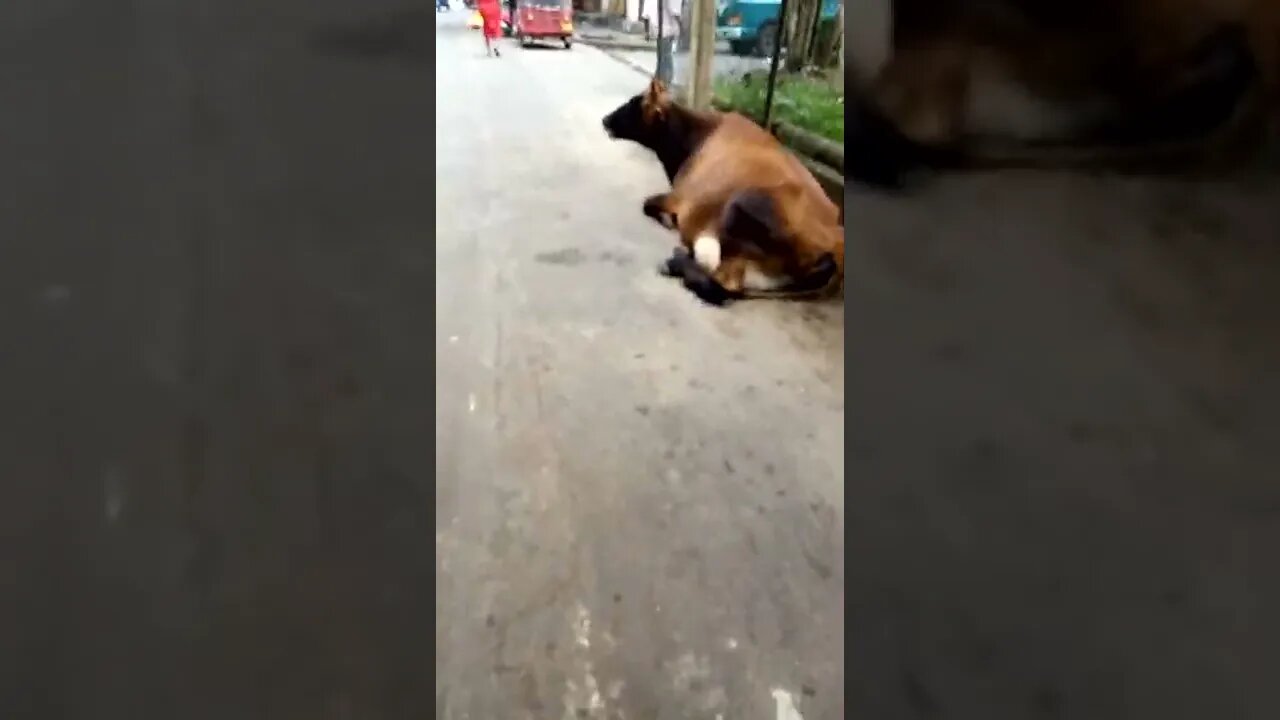 Cows resting on the road.