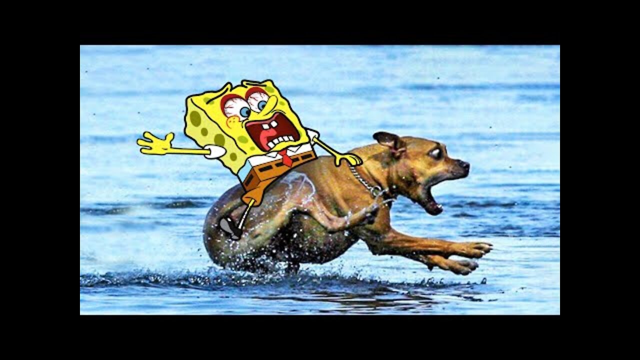 Spongebob Rides a Crazy Dog | Funny Cats and Dogs Videos