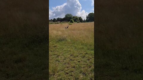 Mylo chasing birds