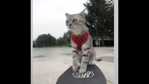 Cats on Skateboard! 🔥😂 She is really good!🤣😘