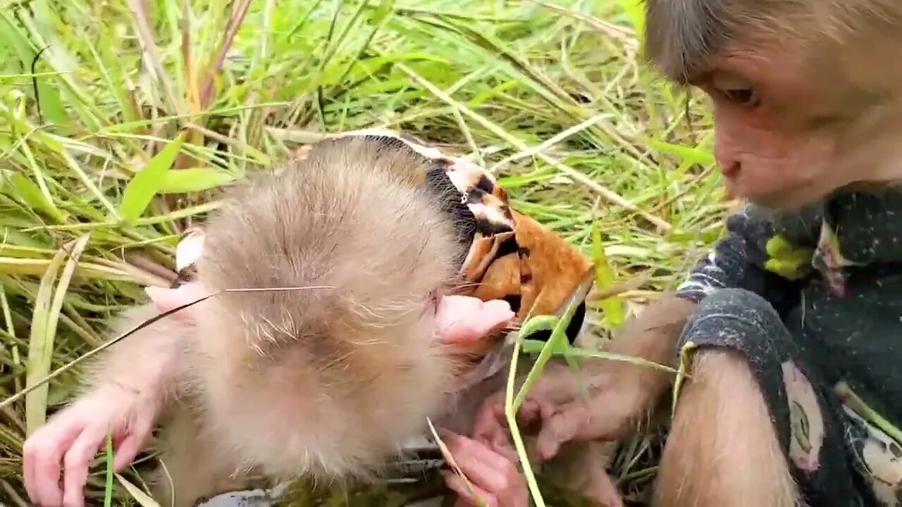 Cute Baby Monkey Goes Fishing For Golden Carp And Bull Fish In The Pond Very Happy