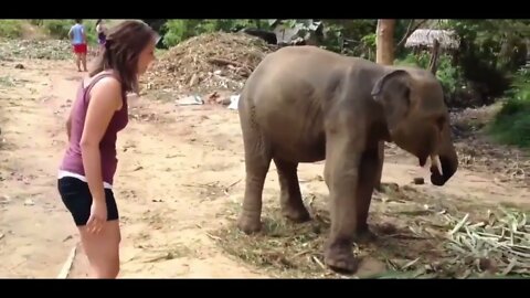 Funny Different Animals Chasing and Scaring People 4K @Funny Animals #shorts #dogs #cats #viral 5K